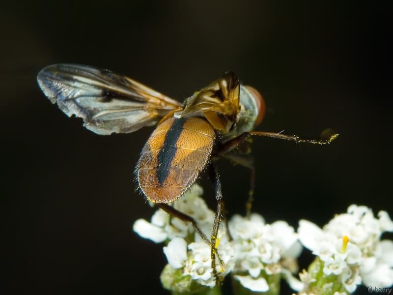 Ectophasia crassipennis (Fabricius, 1794)